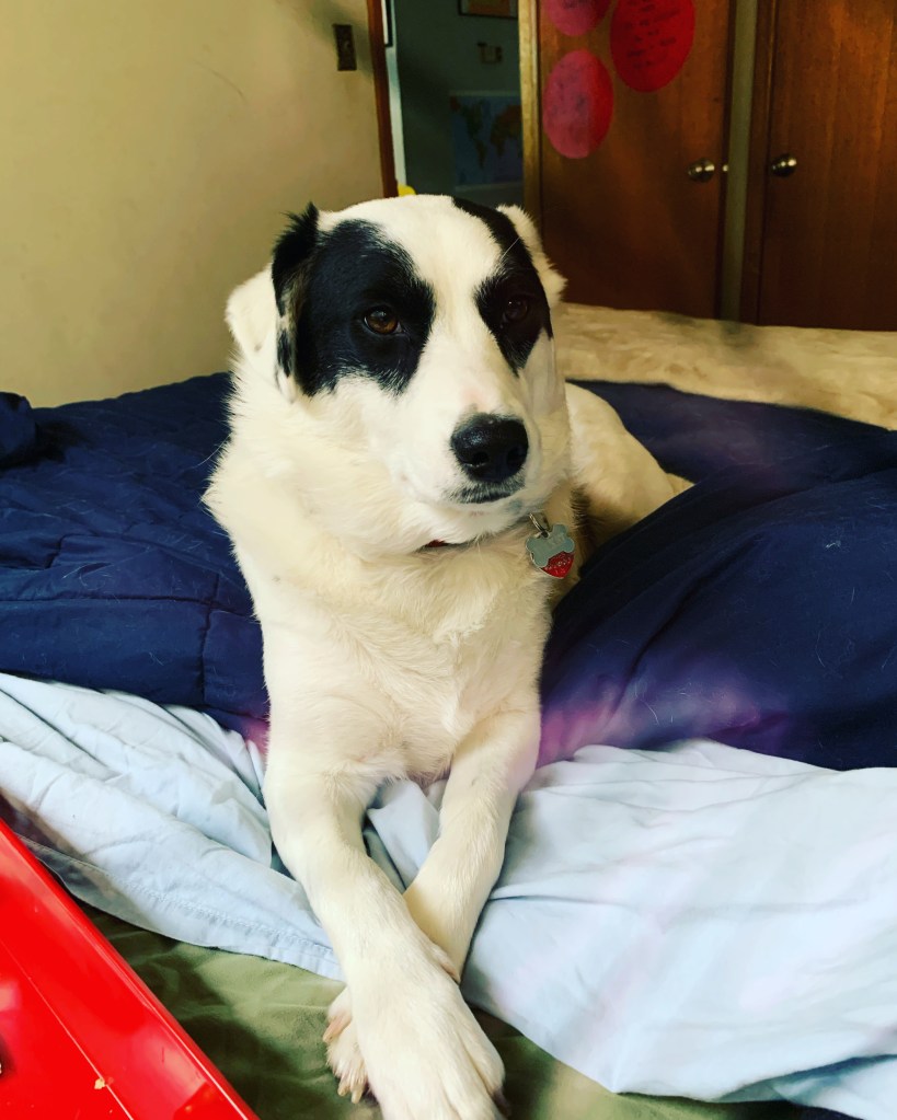 Rocket the Wonder Dog, my first reader